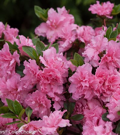 Azalea Bloom-A-Thon® Pink Double
